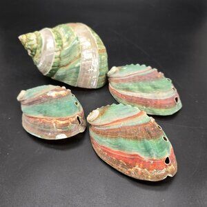 Natural Polished Green Jade Turbo & Abalone Shells Decorative Display DH1361